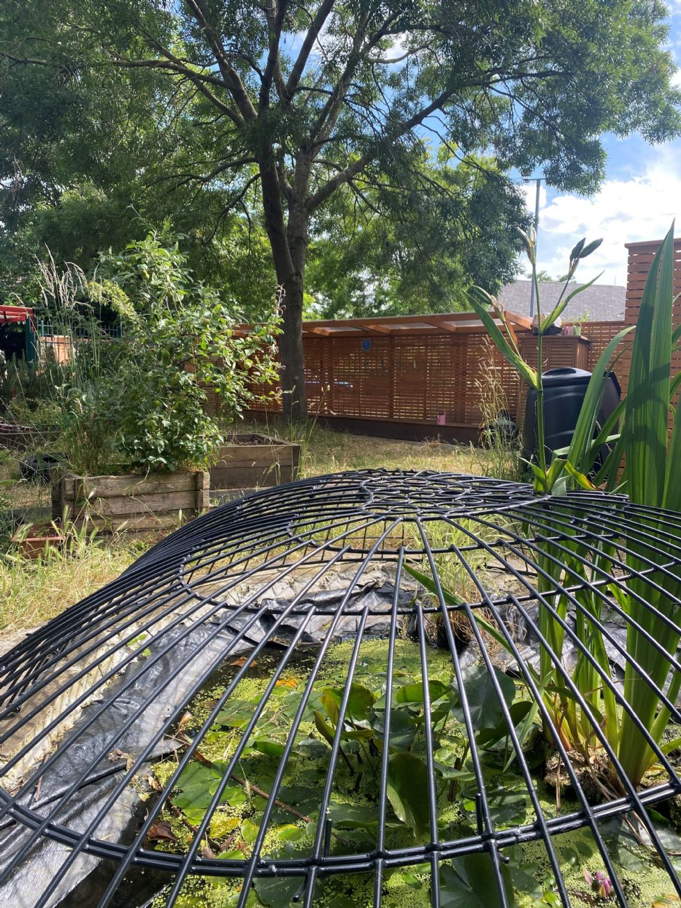 Low Hall Forest School Area Sunny day. In the foreground is the lily pond, covered with a domed black metal cage. In the background are an apple tree, a black compost bin, and the covered bench where children sit to start their Forest School lessons