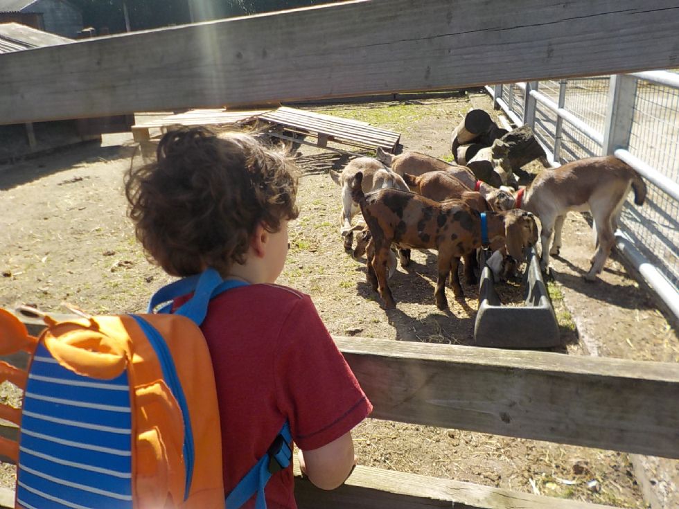 child in T-shirt with backpack leans through the fence at Brooks Farm to look at the Nubian goats