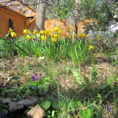 Daffodils and violets